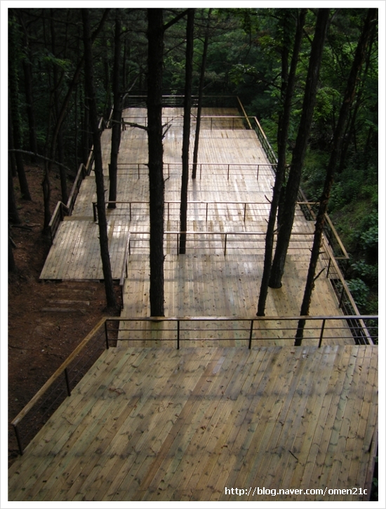 forest platform.jpg